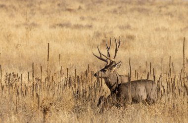 Colorado 'da sonbahar monotonluğu sırasında geyik ve geyik.