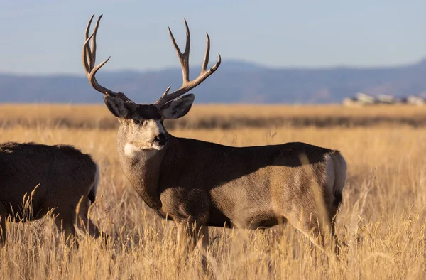 Mule Deer Buck Doe Fall Rut Colorado — стоковое фото