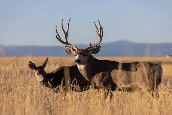 Mule Deer Buck Doe Fall Rut Colorado — ストック写真