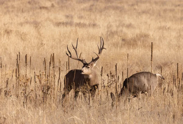 科罗拉多州秋天的小鹿和小鹿 — 图库照片