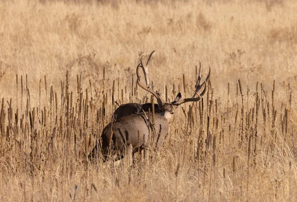 Mule Deer Buck Doe Fall Rut Colorado — стокове фото