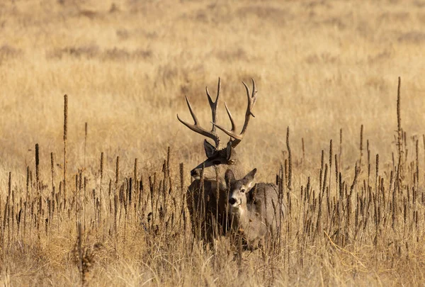 科罗拉多州秋天的小鹿和小鹿 — 图库照片