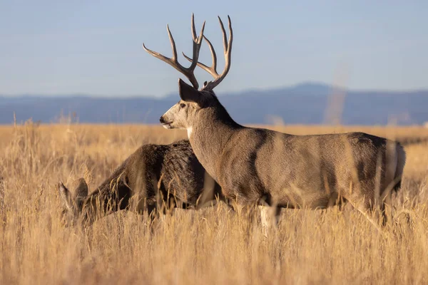 Mule Deer Buck Doe Fall Rut Colorado — стоковое фото