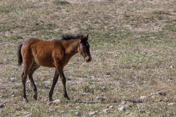 Wild Horse Foal Utah Desert — Stock Photo, Image