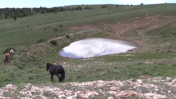 Wild Horses Pryor Mountains Wild Hrose Range Montana Summer — Stock Video