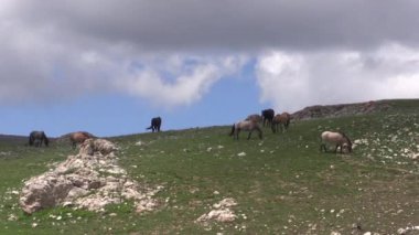 wild horses in the Pryor Mountains Wild Hrose Range Montana in summer