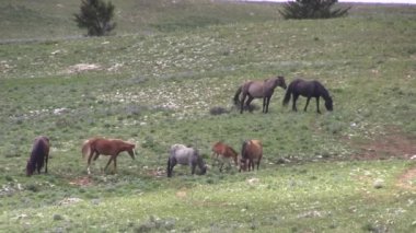 wild horses in the Pryor Mountains Wild Hrose Range Montana in summer