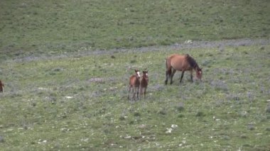 wild horses in the Pryor Mountains Wild Hrose Range Montana in summer