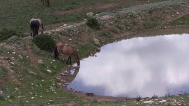Wild Horses Pryor Mountains Wild Hrose Range Montana Summer — Stok Video