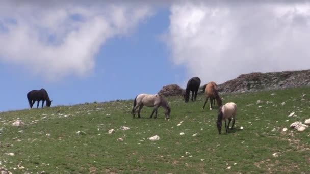 Wild Horses Pryor Mountains Wild Hrose Range Montana Summer — Vídeo de Stock