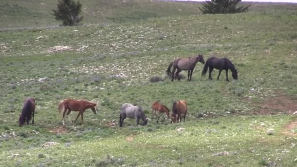 Wild Horses Pryor Mountains Wild Hrose Range Montana Summer — Stock video