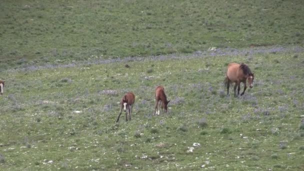 Wild Horses Pryor Mountains Wild Hrose Range Montana Summer — Stockvideo