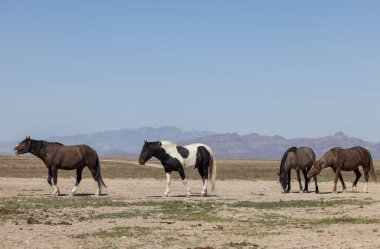 Utah çölünde vahşi atlar