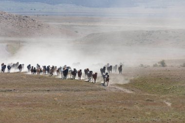 Utah çölünde vahşi atlar