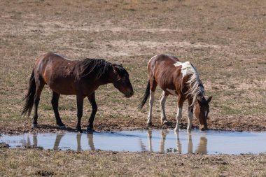 Utah çölünde vahşi atlar