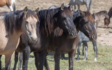 Utah çölünde vahşi atlar