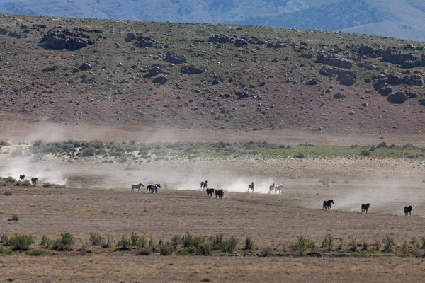Άγρια Άλογα Στην Έρημο Ουτάχ — Φωτογραφία Αρχείου