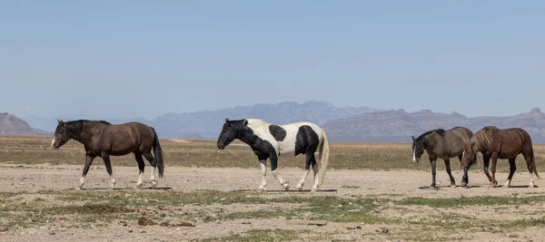 Chevaux Sauvages Dans Désert Utah — Photo