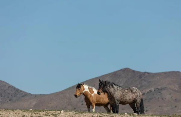 Caballos Salvajes Desierto Utah — Foto de Stock