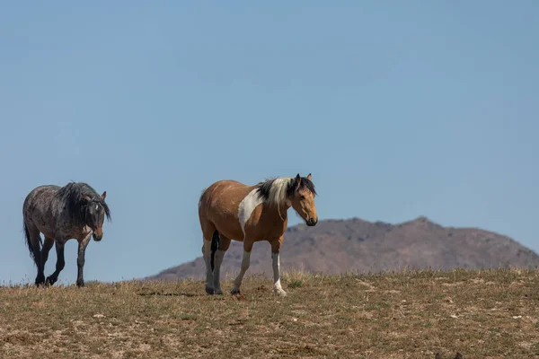 Wild Horses Utah Desert — Stock Photo, Image