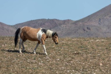 Baharda Utah çölünde vahşi bir at.