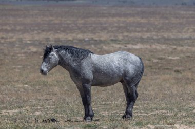 Baharda Utah çölünde vahşi bir at.