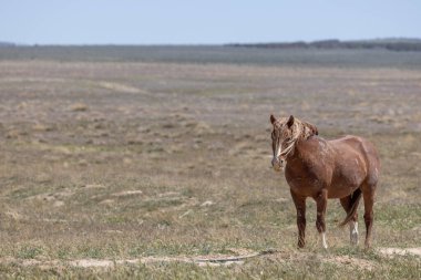 Baharda Utah çölünde vahşi bir at.
