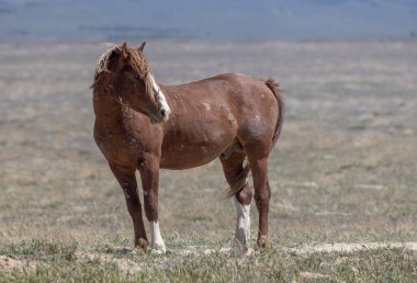 Baharda Utah çölünde vahşi bir at.