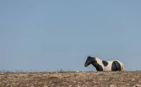 ユタ砂漠の春に野生の馬が — ストック写真