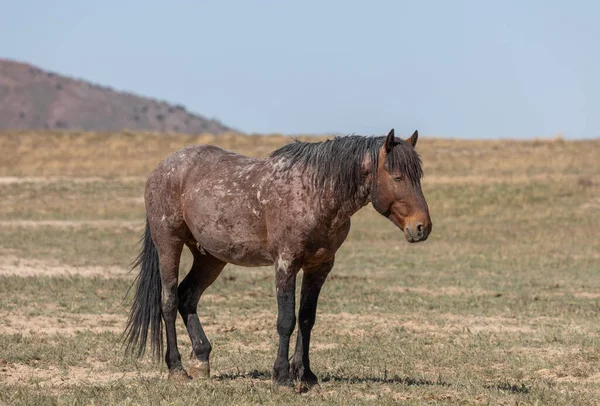 Baharda Utah çölünde vahşi bir at.