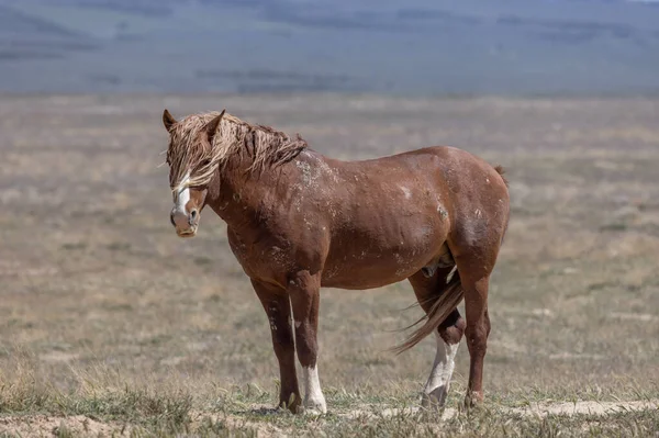 Cavalo Selvagem Primavera Deserto Utah — Fotografia de Stock