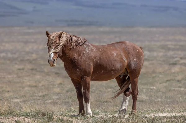 Cheval Sauvage Printemps Dans Désert Utah — Photo