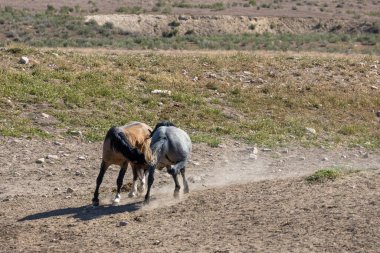 Baharda Utah çölünde savaşan bir çift vahşi at.