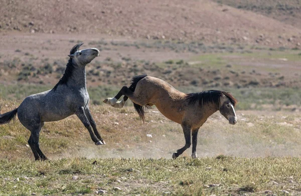 Pair Wild Horse Stallions Fighting Spring Utah Desert — Stock Photo, Image