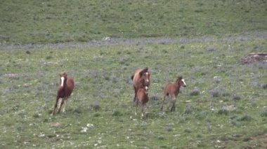 wild horses in summer in the Pryor Mountains Wild Horse Range Montana