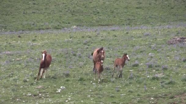 Wild Horses Summer Pryor Mountains Wild Horse Range Montana — Video