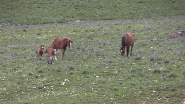 Wild Horses Summer Pryor Mountains Wild Horse Range Montana — Stockvideo