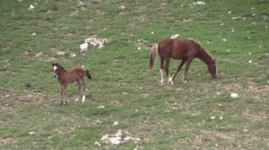 wild horses in summer in the Pryor Mountains Wild Horse Range Montana