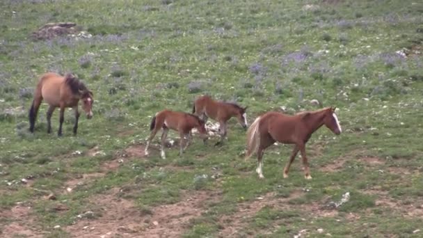Wild Horses Summer Pryor Mountains Wild Horse Range Montana — Stock videók