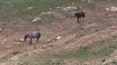 wild horses in summer in the Pryor Mountains Wild Horse Range Montana