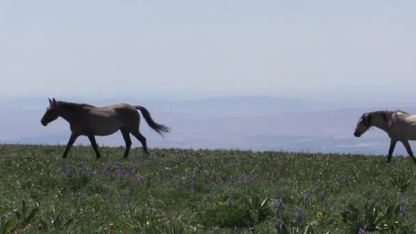 Дикие Лошади Летом Горах Прайор Дикая Лошадь Хребта Монтана — стоковое видео