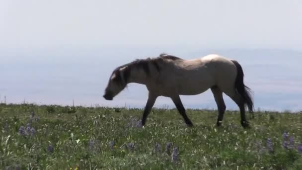 Άγρια Άλογα Καλοκαίρι Στα Βουνά Pryor Wild Horse Range Montana — Αρχείο Βίντεο
