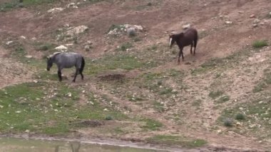 wild horses in summer in the Pryor Mountains Wild Horse Range Montana