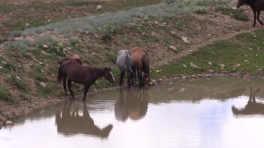 wild horses in summer in the Pryor Mountains Wild Horse Range Montana