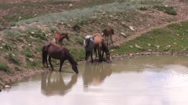 wild horses in summer in the Pryor Mountains Wild Horse Range Montana