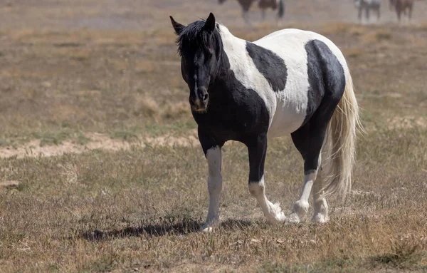 Vacker Vild Häst Utah Öknen Våren — Stockfoto