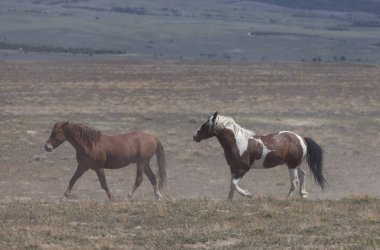 Utah çölünde ilkbaharda vahşi atlar