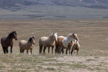 Utah çölünde ilkbaharda vahşi atlar