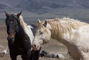 Utah çölünde ilkbaharda vahşi atlar