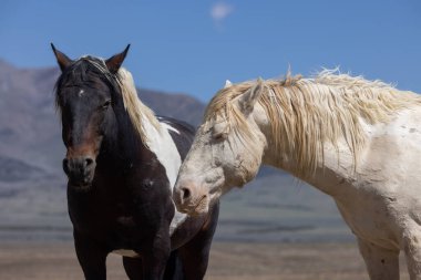 Utah çölünde ilkbaharda vahşi atlar